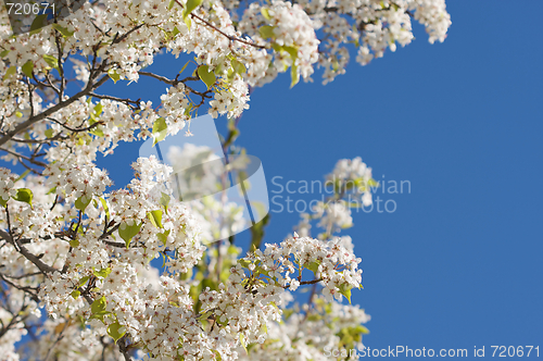 Image of Spring Flowering Tree Blossom