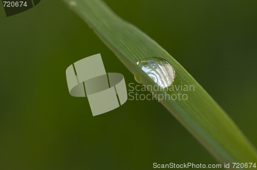 Image of Drop on Blade of Grass