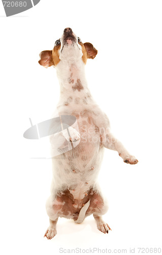 Image of Portait of an Adorable Jack Russell Terrier