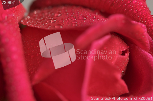 Image of Macro Red Rose Blossom