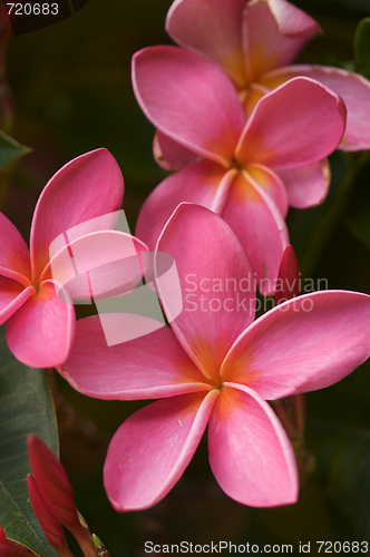 Image of Pink Plumeria Flowers