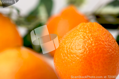 Image of Clementine Oranges