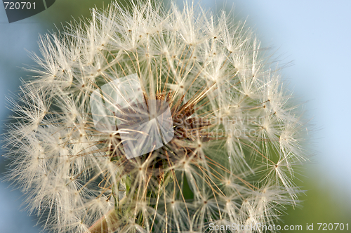 Image of Dandelion Macro Shot