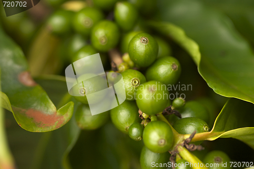 Image of Coffee Beans on the Branch