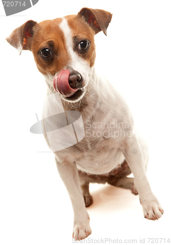 Image of Portait of an Adorable Jack Russell Terrier