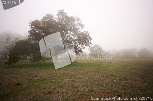 Image of Foggy Countryside and Oak Trees