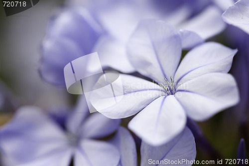 Image of Purple Spring Flower Blossom