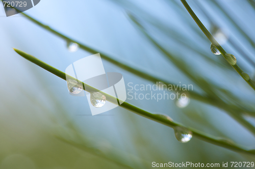 Image of Water Drops on Pine Needles