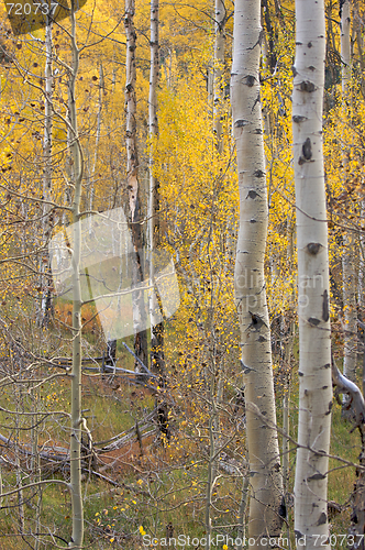 Image of Aspen Pines Changing Color