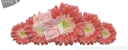 Image of Gerber Daisy Row