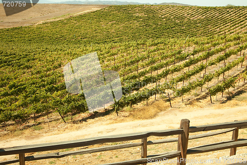 Image of Beautiful Wine Vineyard