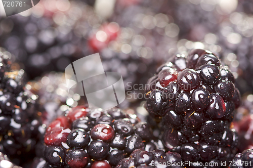 Image of Macro Blackberries with Water Drops