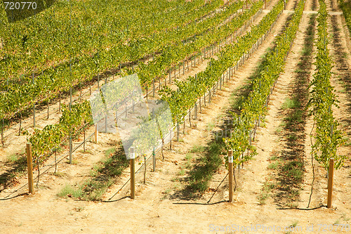 Image of Beautiful Wine Vineyard