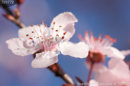 Image of Early Spring Pink Tree Blossoms