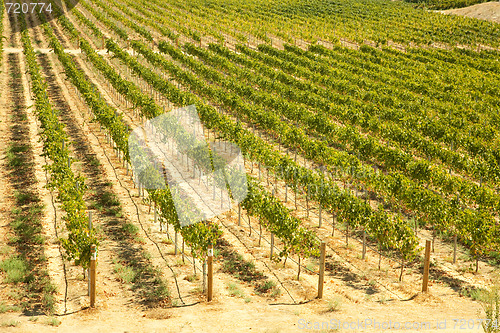 Image of Beautiful Wine Vineyard