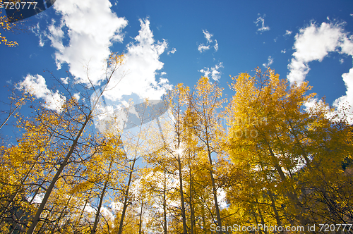 Image of Colorful Aspen Pines