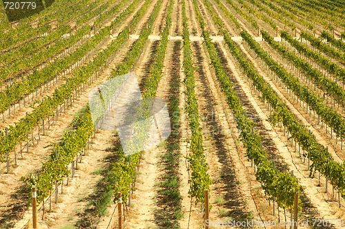 Image of Beautiful Wine Vineyard