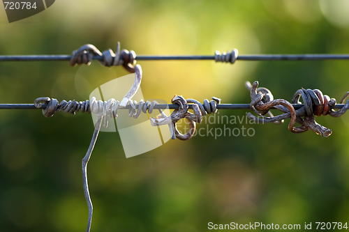 Image of Grapes & Vines