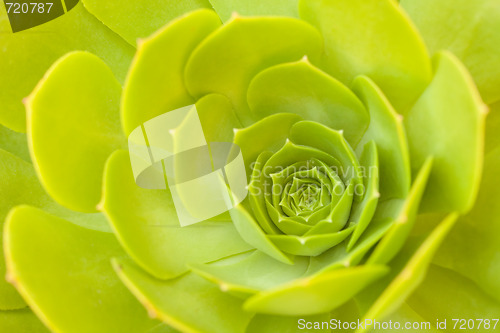 Image of Beautiful Succulent Abstract