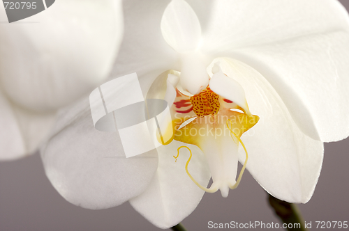 Image of Macro Orchid Flower Blossom