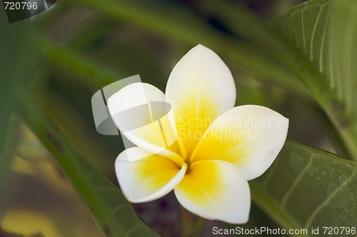 Image of Yellow Plumeria Flowers