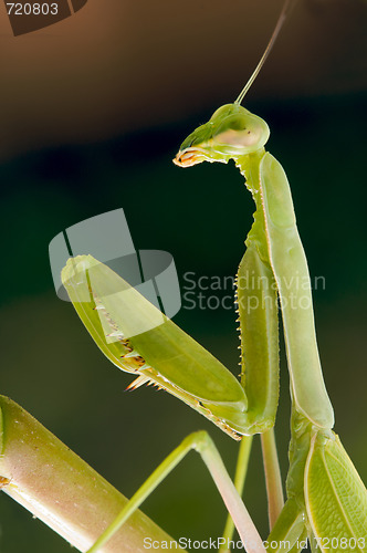 Image of Praying Mantis