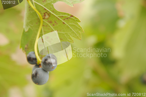 Image of Grapes & Vines