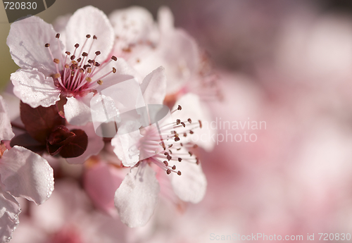 Image of Early Spring Pink Tree Blossoms