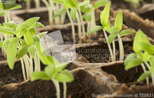 Image of Sprouting Plants