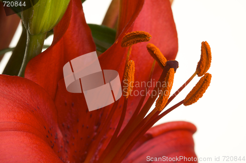 Image of Beautiful Asiatic Lily Bloom