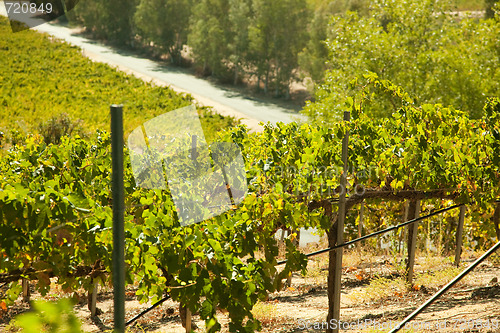 Image of Beautiful Wine Vineyard