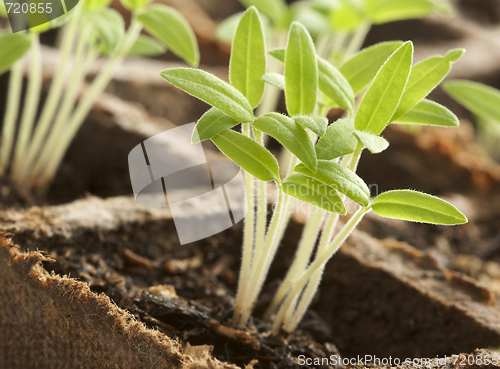 Image of Sprouting Plants