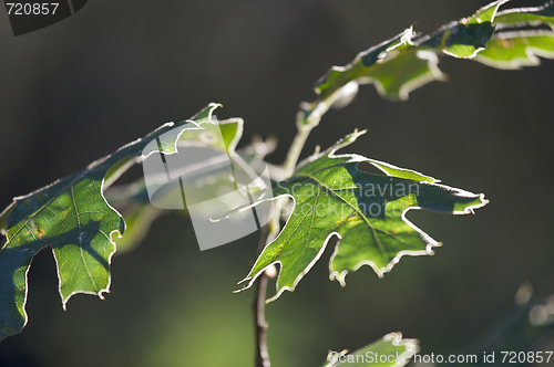 Image of Backlit Oak Leaves
