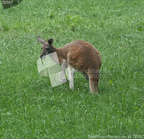 Image of Kangaroo