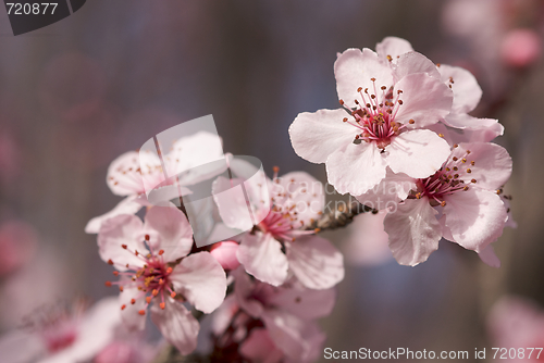 Image of Early Spring Pink Tree Blossoms