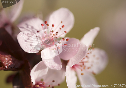 Image of Early Spring Pink Tree Blossoms