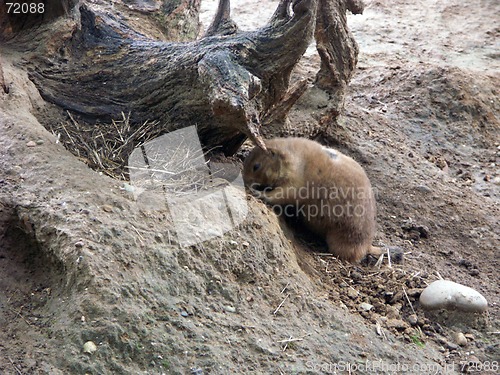 Image of Meerket