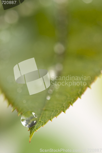 Image of Close Up Leaf & Water Drops