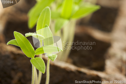 Image of Sprouting Plants34