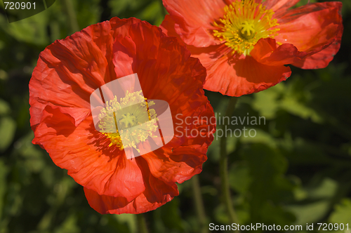 Image of Red Iceland Poppies