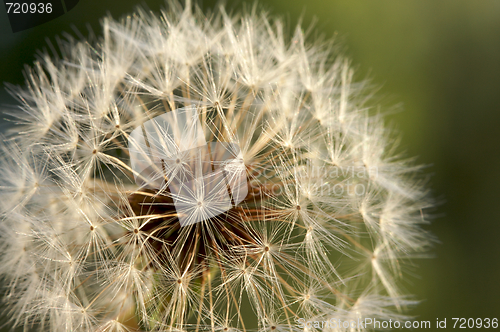 Image of Dandelion Macro Shot