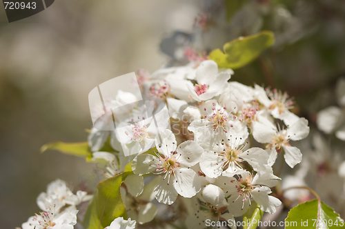 Image of Spring Flowering Tree Blossom