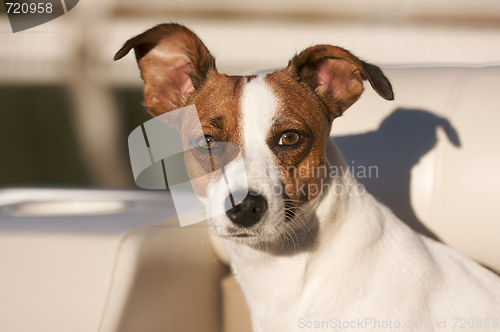 Image of Jack Russell Terrier Portrait