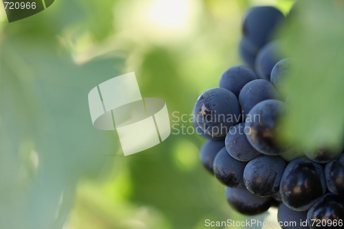 Image of Grapes & Vines