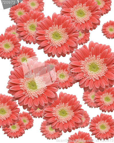 Image of Falling Gerber Daisies