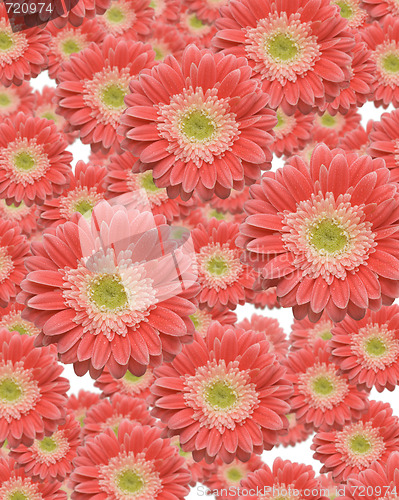 Image of Falling Gerber Daisies