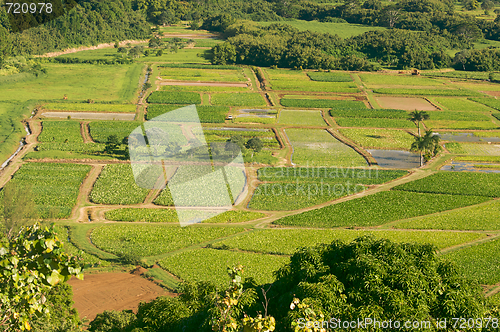 Image of Hanalei Valley and Taro Fields