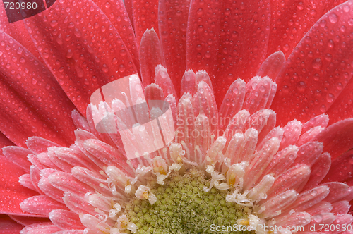 Image of Macro Pink Gerber Daisy with Water Drops