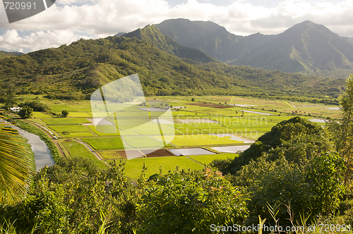 Image of Hanalei Valley and Taro Fields