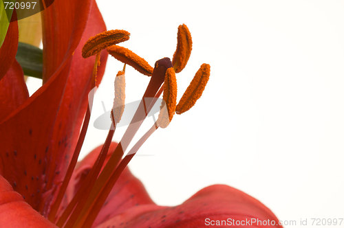 Image of Beautiful Asiatic Lily Bloom